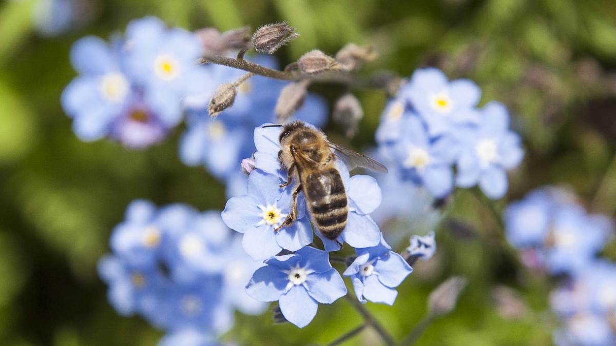 Abeille sur fleur