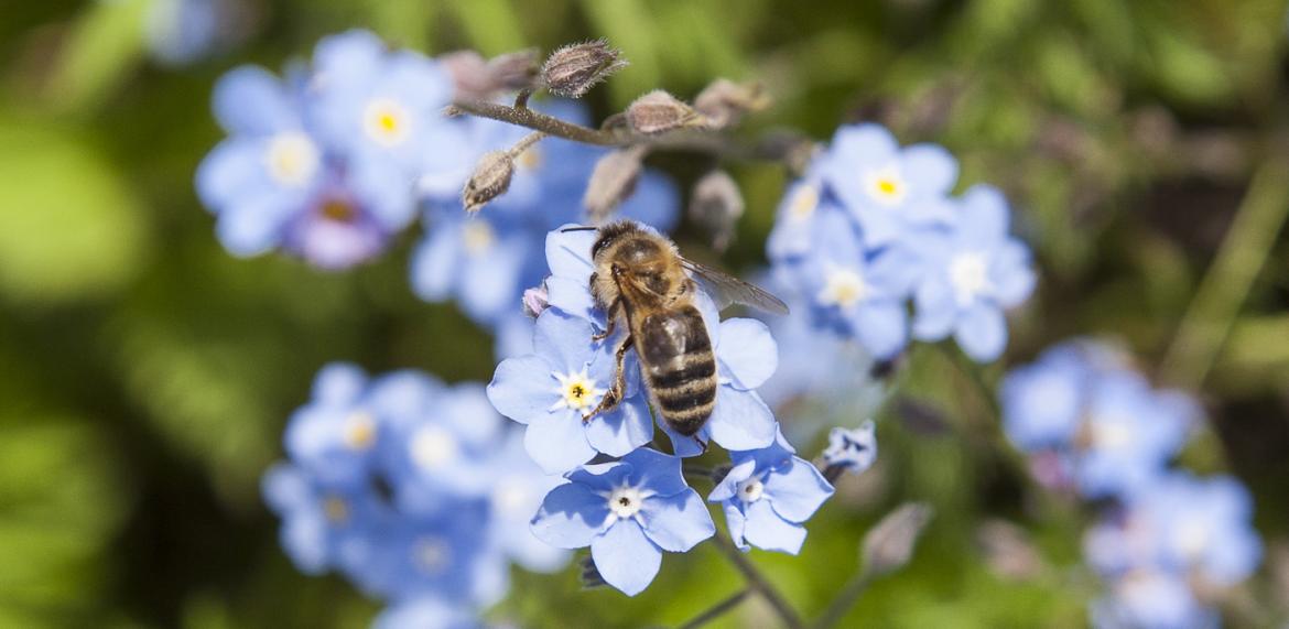Abeille sur fleur